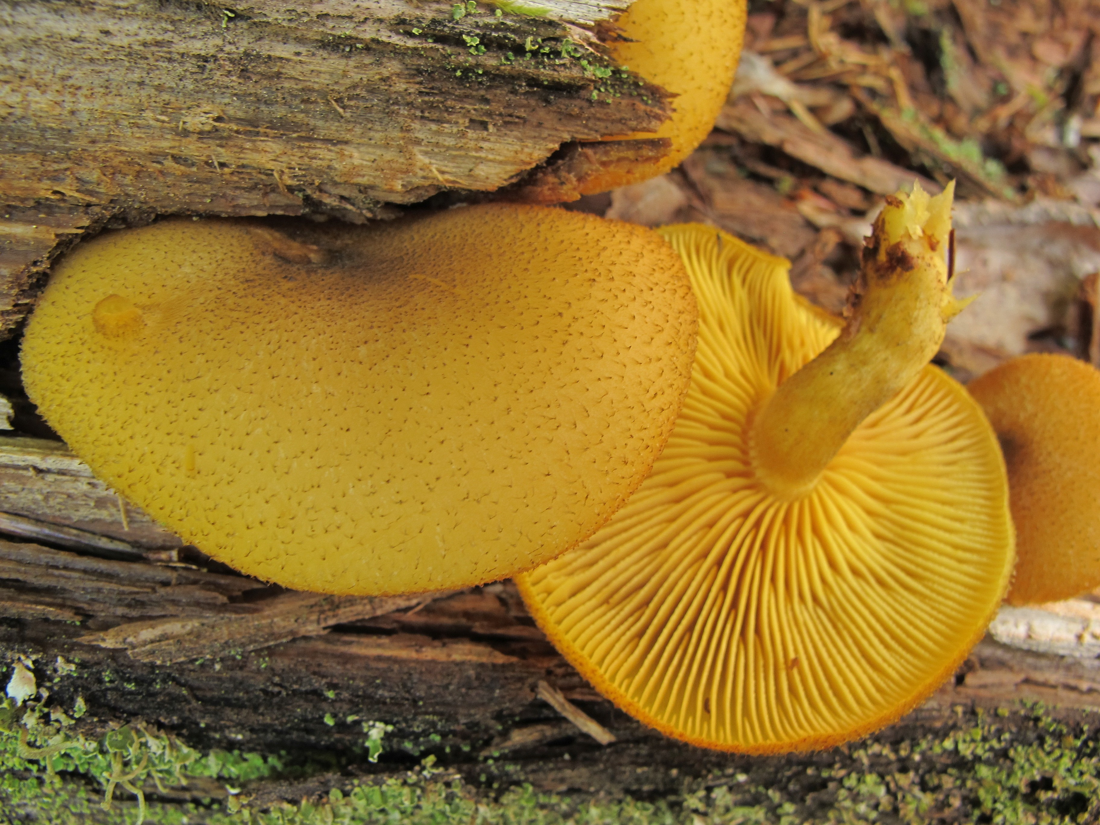 Tricholomopsis decora (door Eduard Osieck)