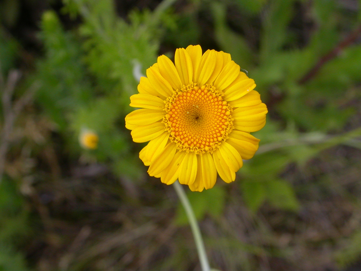 Anthemis tinctoria (door Peter Meininger)