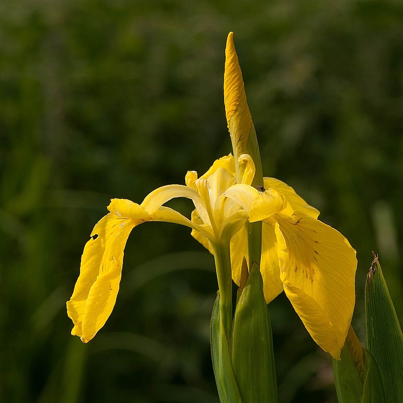 Iris pseudacorus (door Wijnand van Buuren)