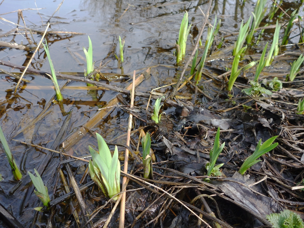 Iris pseudacorus (door Cor Nonhof)