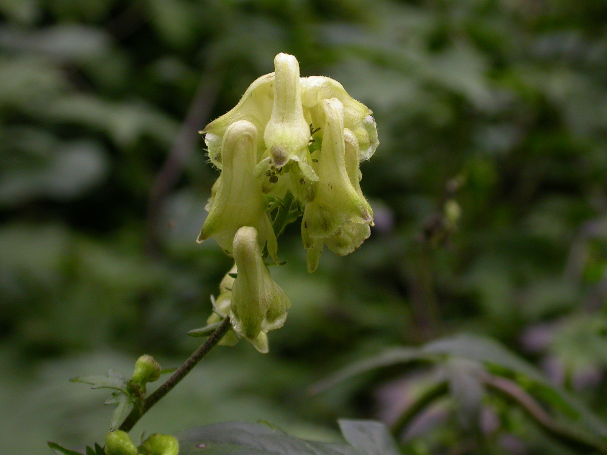 Aconitum vulparia (door Peter Meininger)