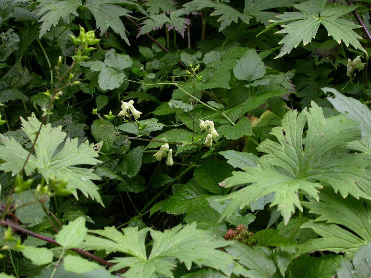 Aconitum vulparia (door Peter Meininger)