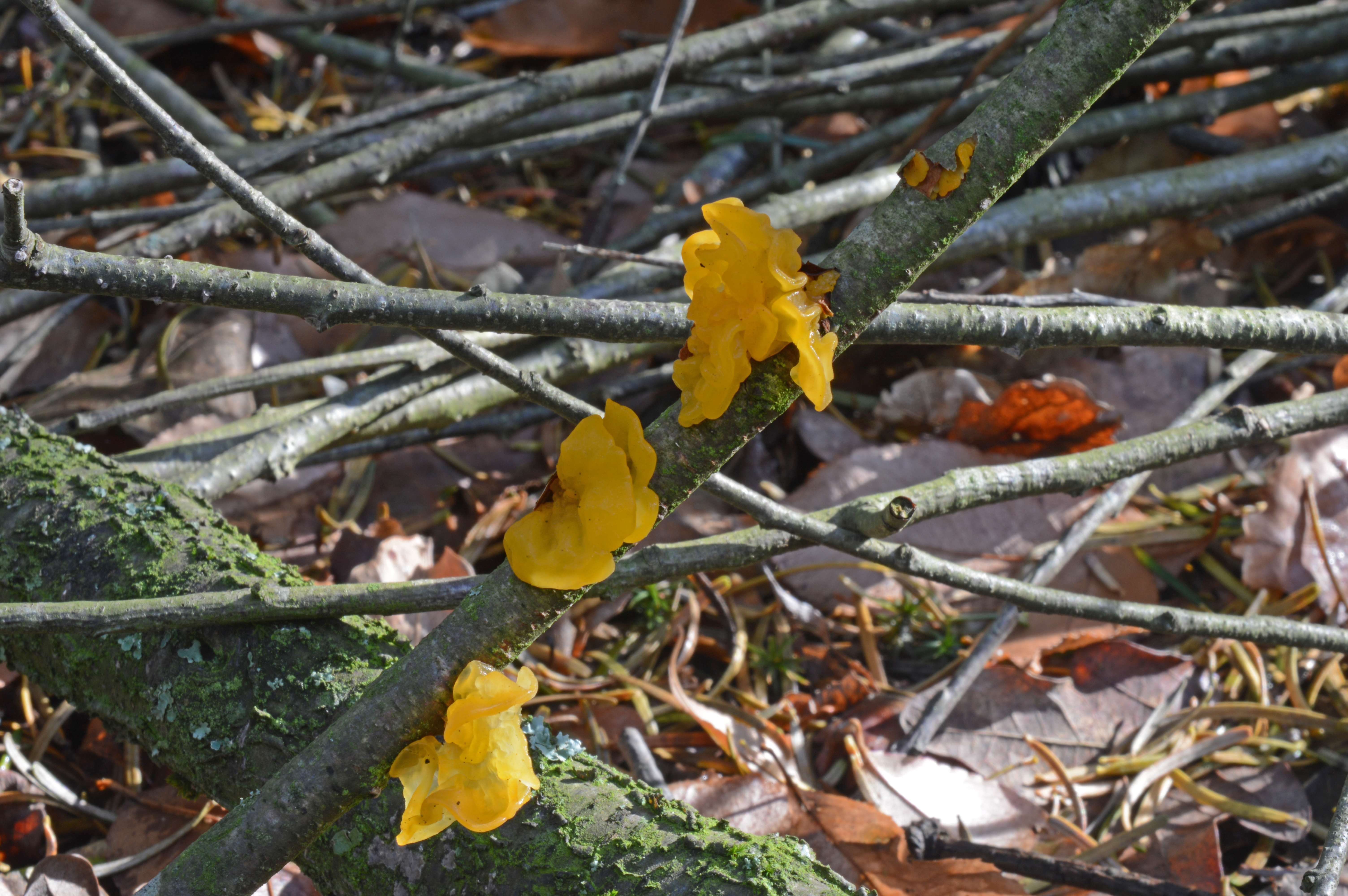 Tremella mesenterica (door PC Bakker)