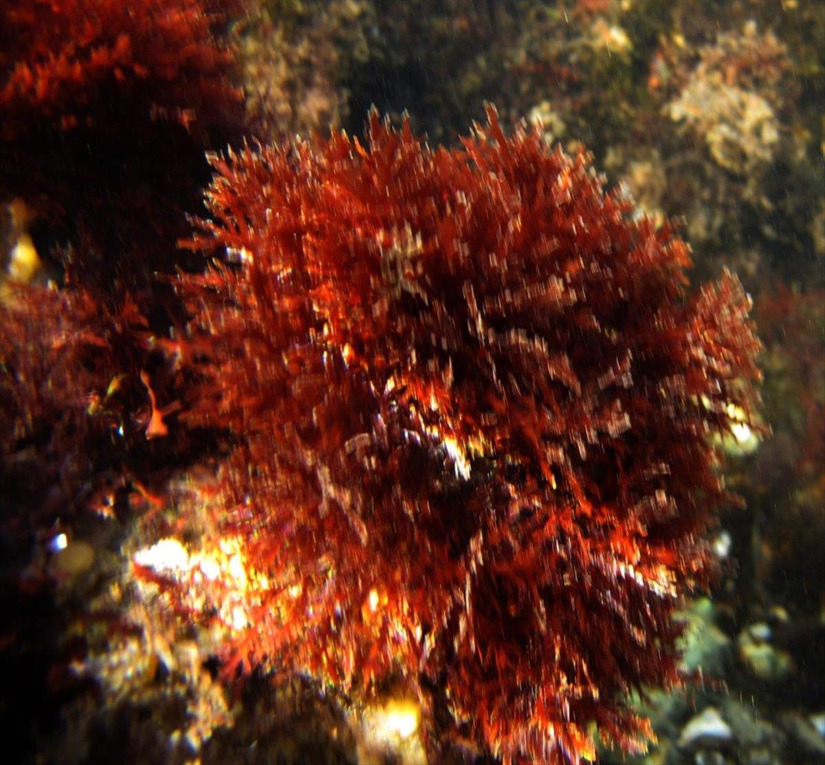 Gelidium vagum (door Mart Karremans)