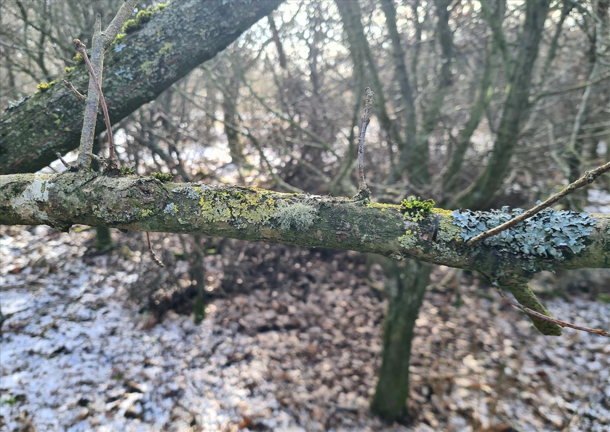 Usnea flavocardia (door Wouter Bol)