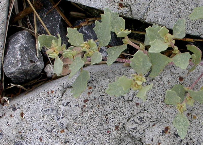 Atriplex laciniata (door Peter Meininger)