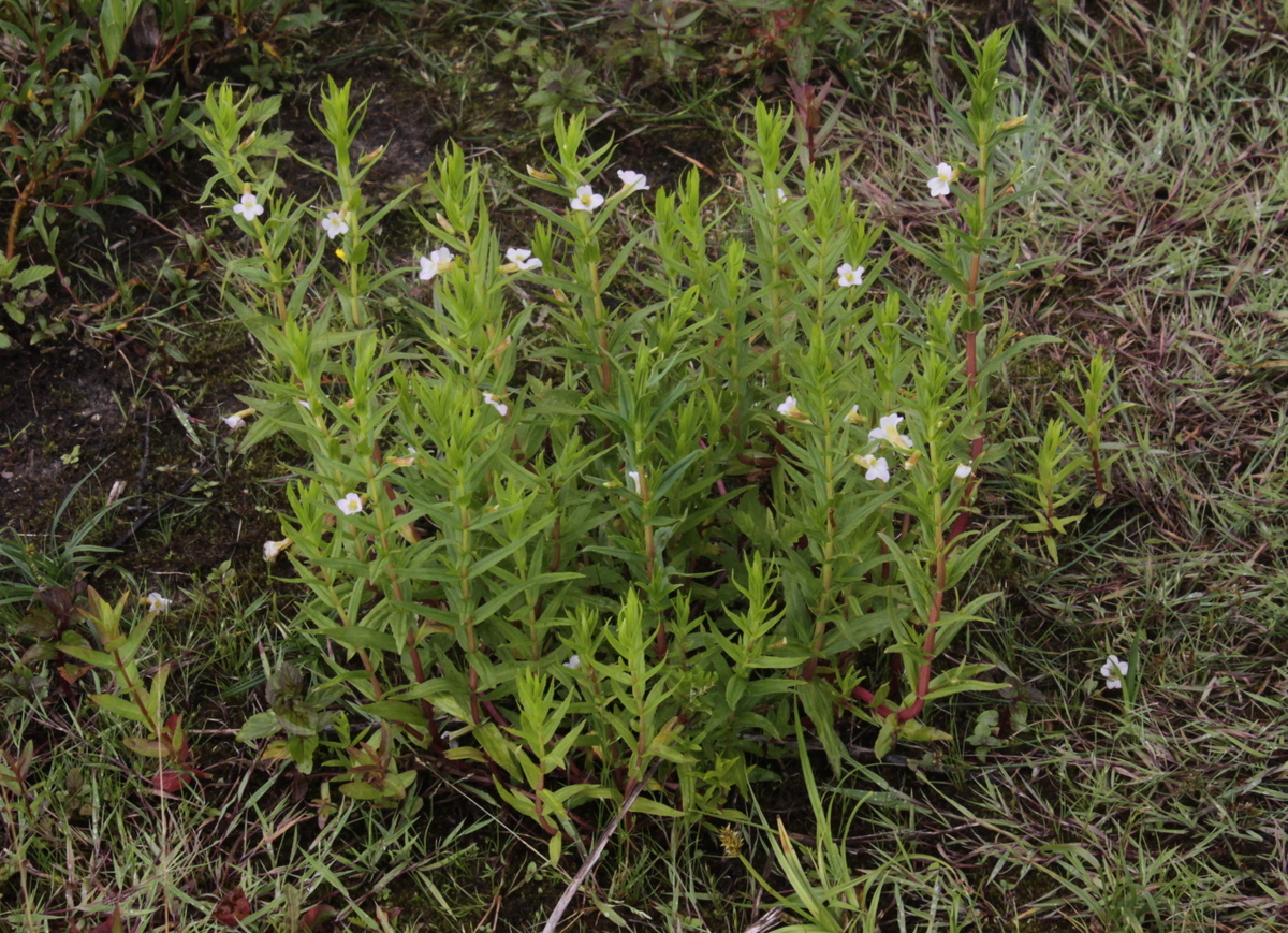 Gratiola officinalis (door Peter Meininger)