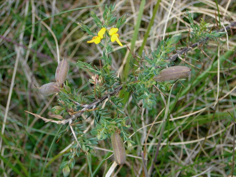 Genista anglica (door Adrie van Heerden)