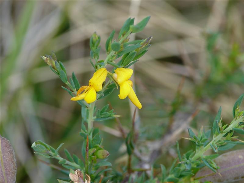 Genista anglica (door Adrie van Heerden)