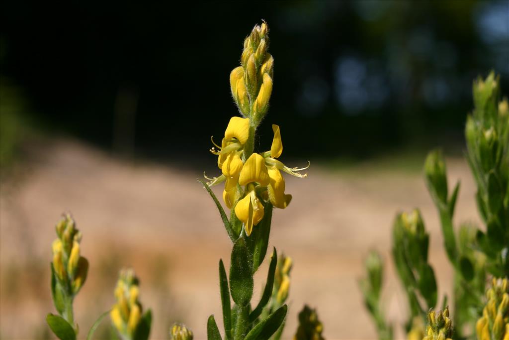 Genista germanica (door Niels Jeurink)