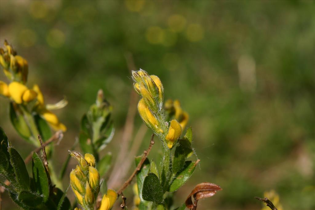 Genista germanica (door Niels Jeurink)