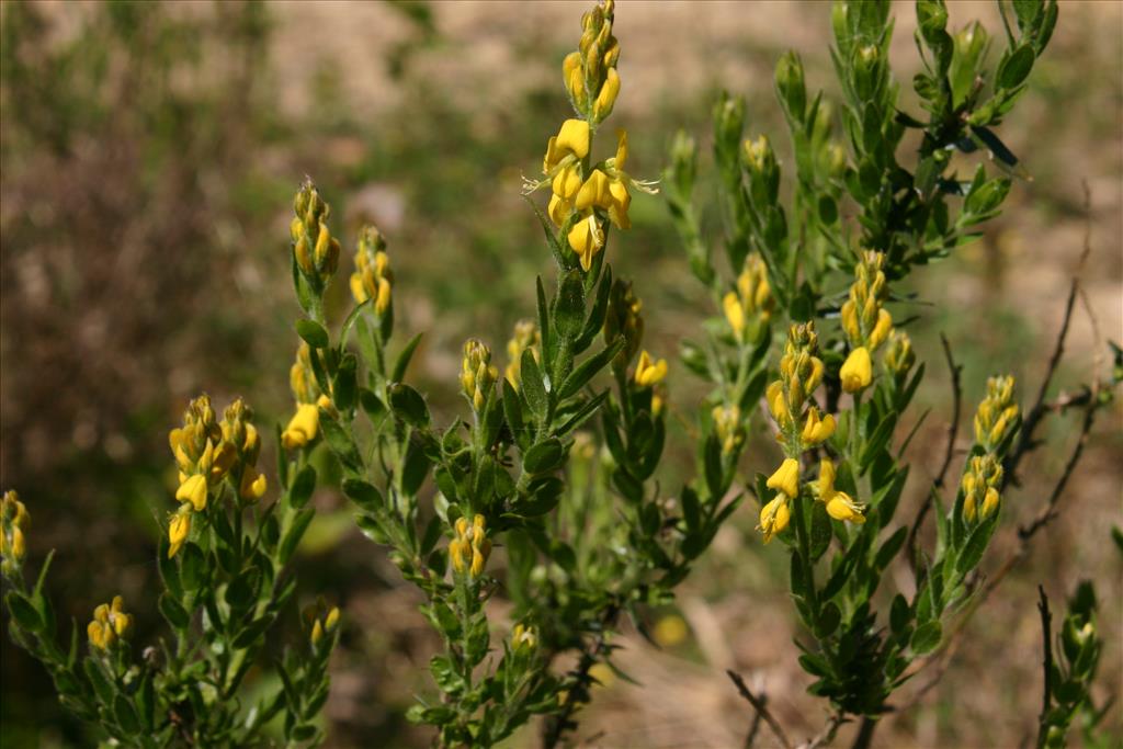 Genista germanica (door Niels Jeurink)