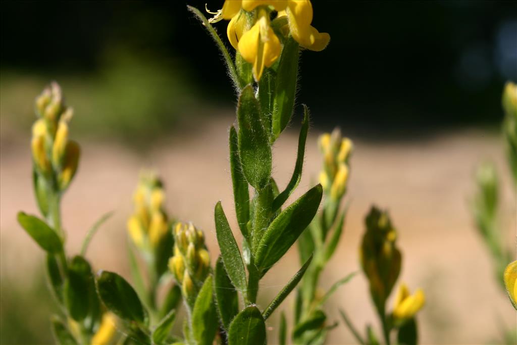 Genista germanica (door Niels Jeurink)