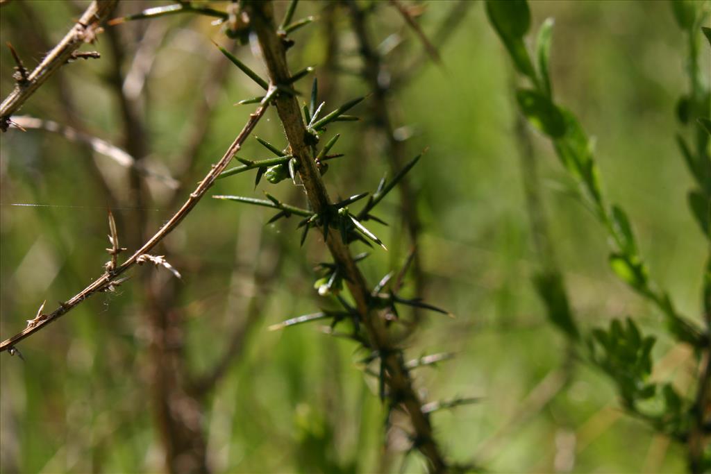 Genista germanica (door Niels Jeurink)