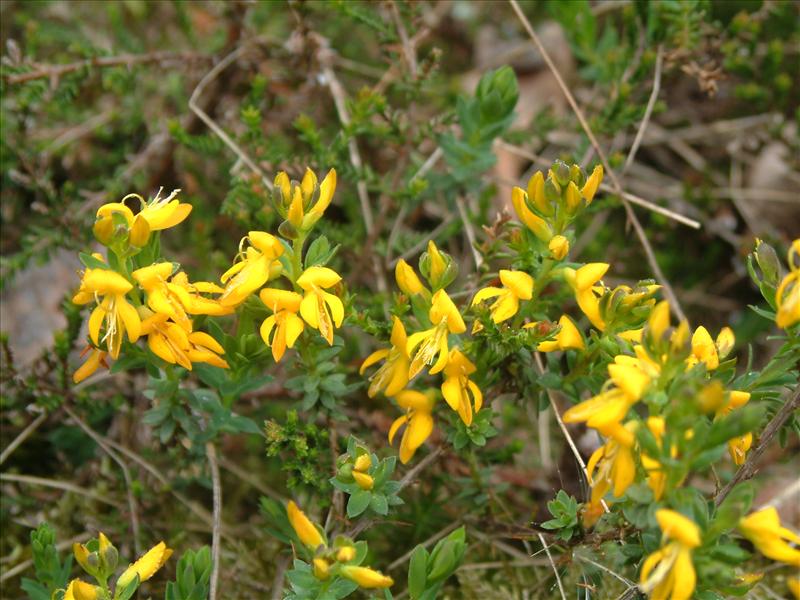 Genista anglica (door Adrie van Heerden)