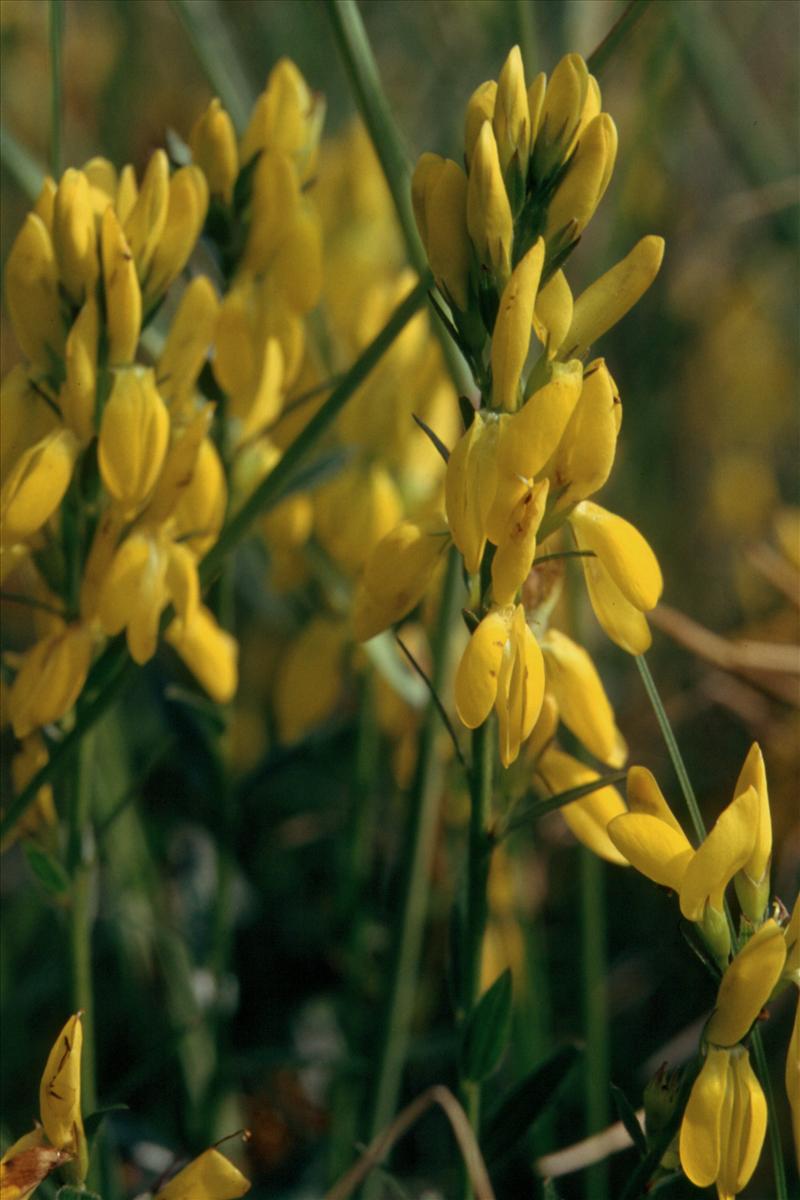 Genista tinctoria (door Adrie van Heerden)