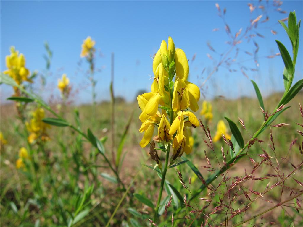 Genista tinctoria (door Piet Bremer )