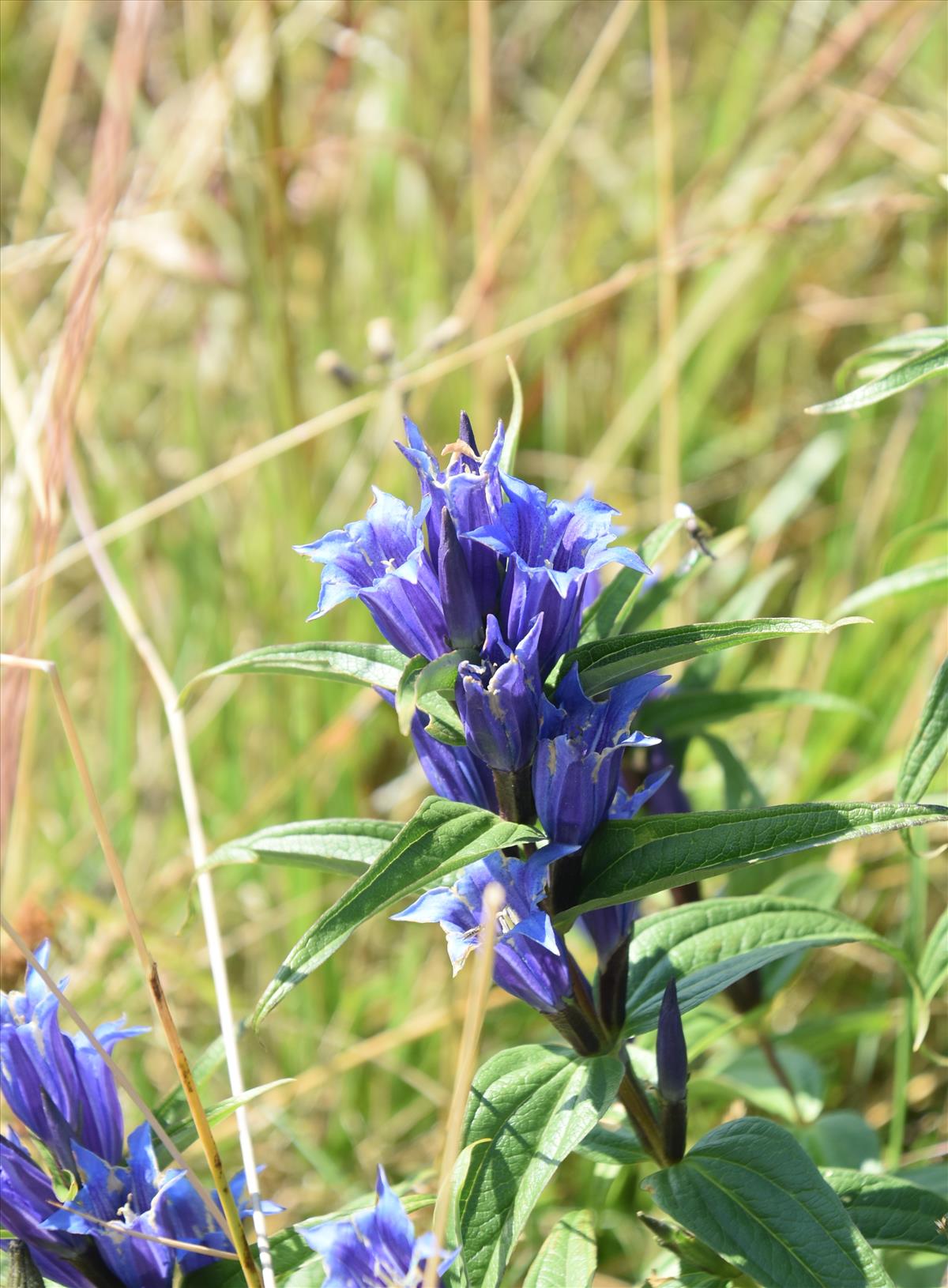 Gentiana asclepiadea (door Arnout Imhof)