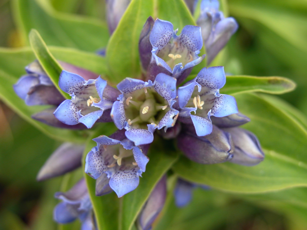 Gentiana cruciata (door Hans Toetenel)