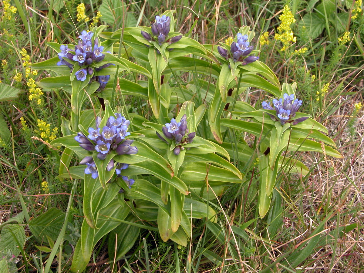 Gentiana cruciata (door Hans Toetenel)