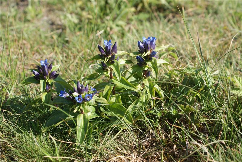 Gentiana cruciata (door Adrie van Heerden)