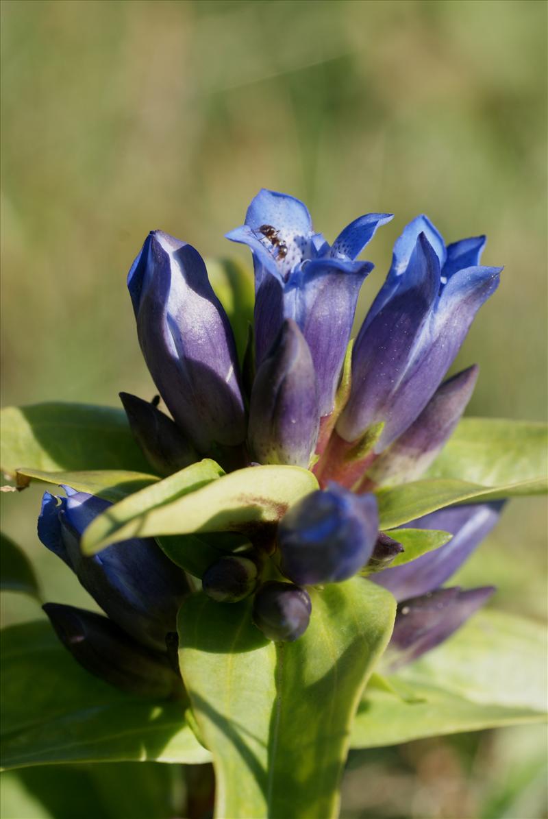 Gentiana cruciata (door Adrie van Heerden)