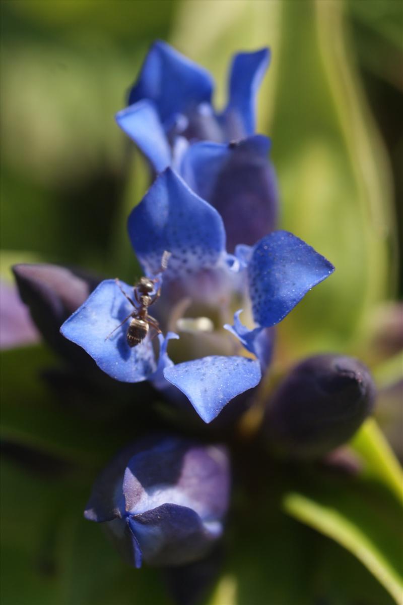 Gentiana cruciata (door Adrie van Heerden)