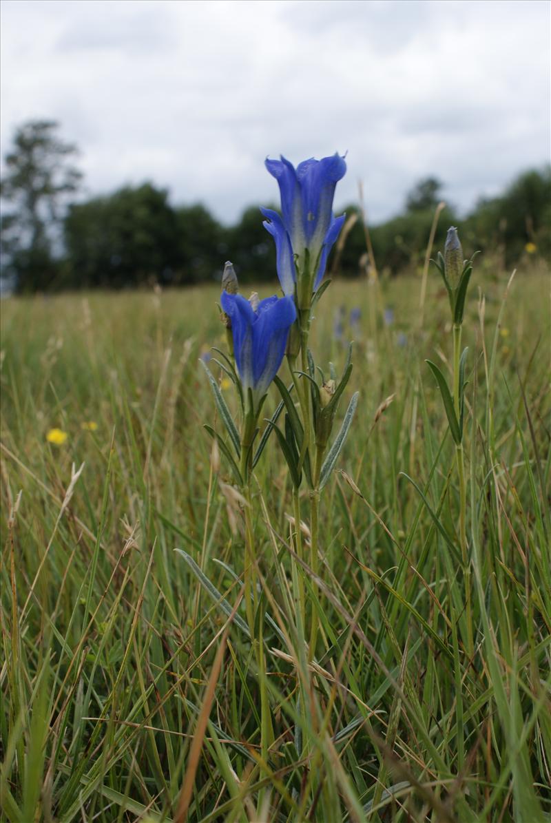 Gentiana pneumonanthe (door Adrie van Heerden)