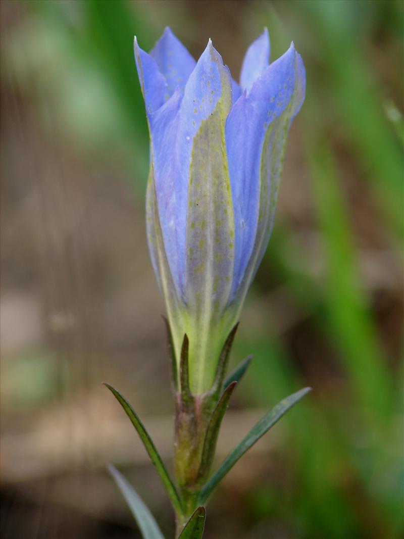 Gentiana pneumonanthe (door Adrie van Heerden)