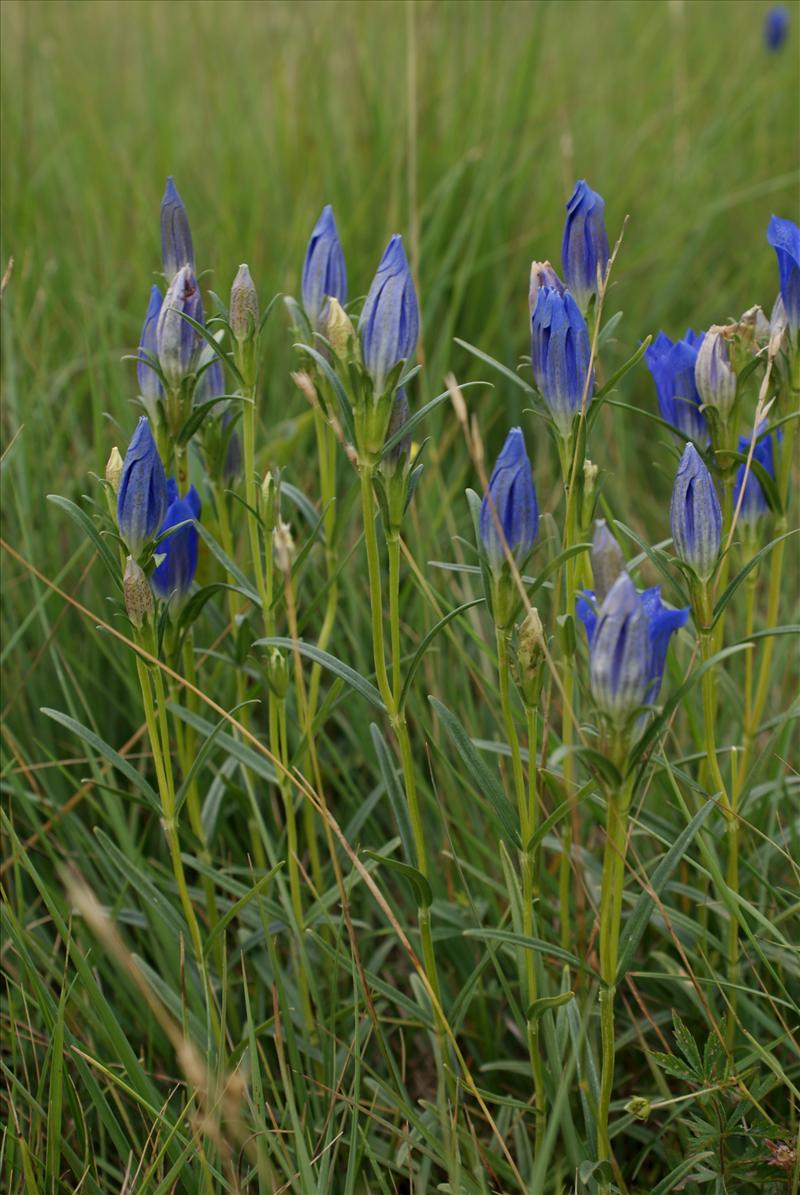 Gentiana pneumonanthe (door Adrie van Heerden)