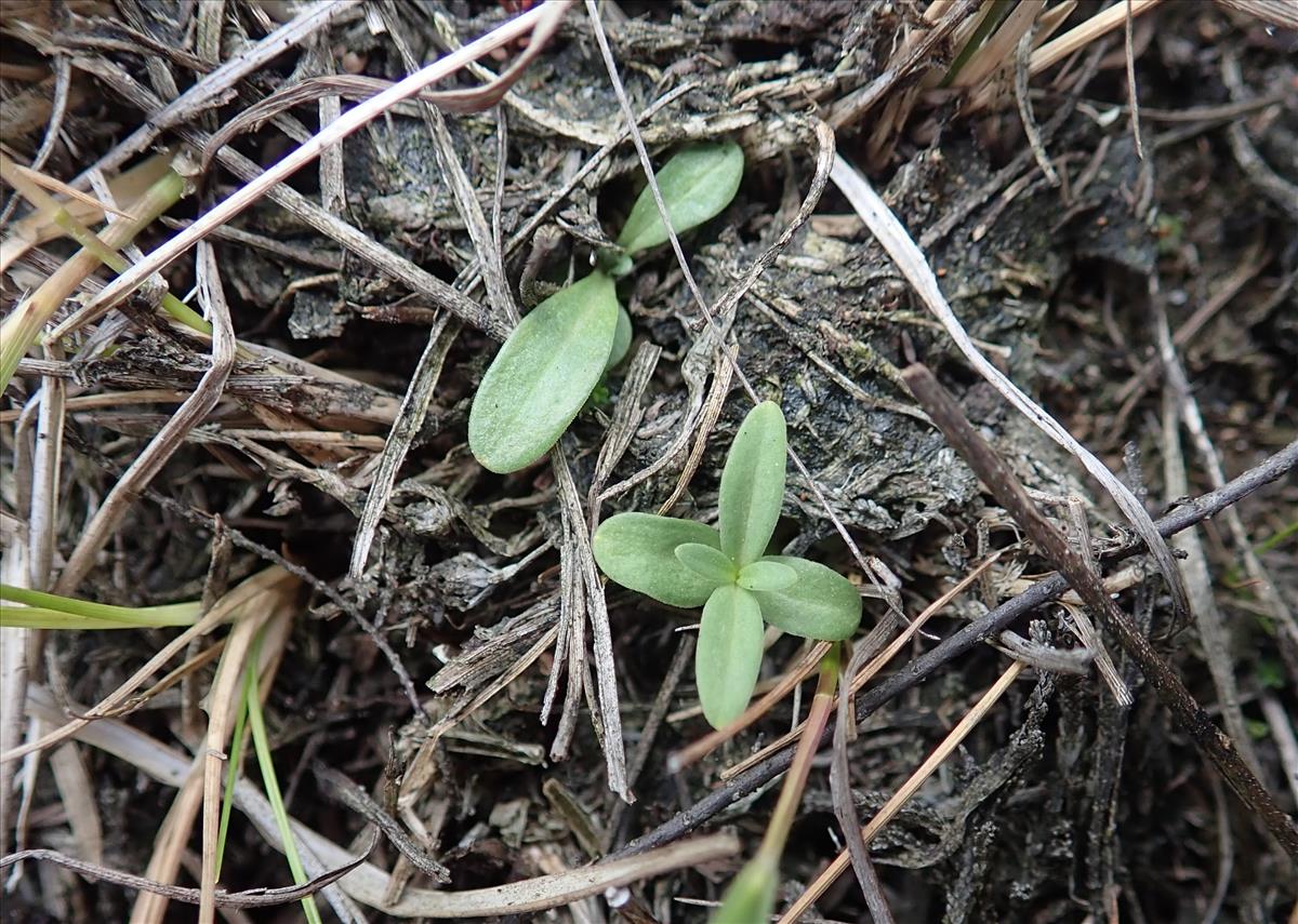 Gentiana pneumonanthe (door Tim van de Vondervoort)