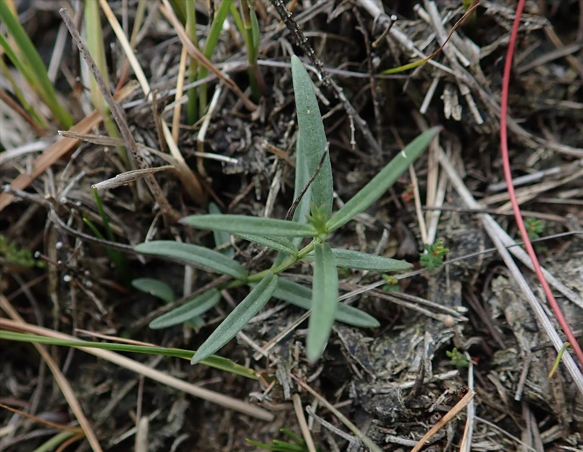 Gentiana pneumonanthe (door Tim van de Vondervoort)