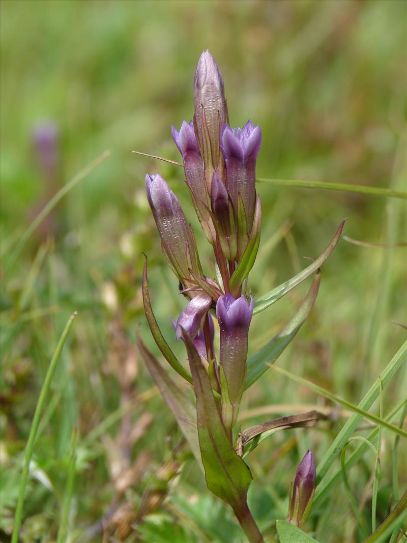 Gentianella amarella (door Adrie van Heerden)