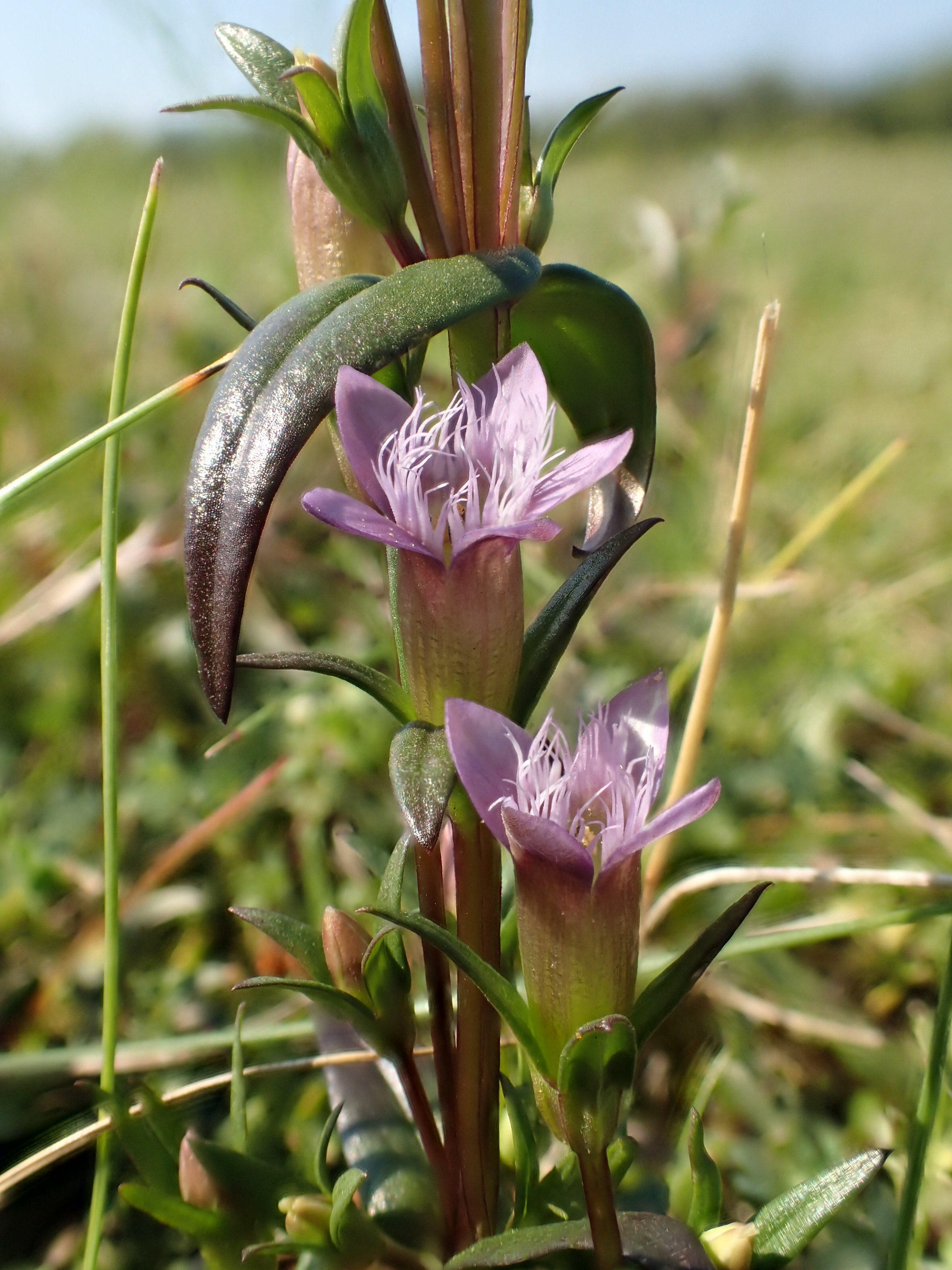 Gentianella amarella (door Adrie van Heerden)