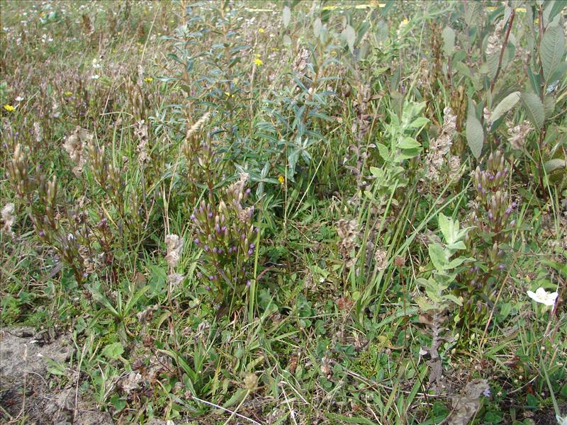 Gentianella amarella (door Adrie van Heerden)