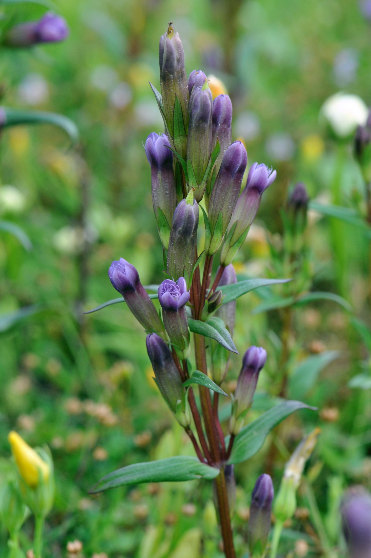 Gentianella amarella (door Hans Toetenel)