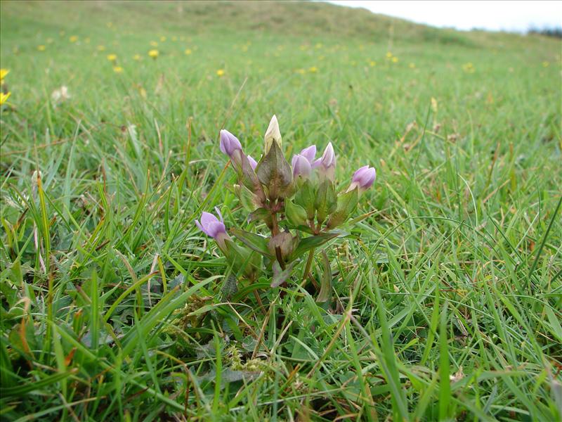 Gentianella campestris (door Adrie van Heerden)