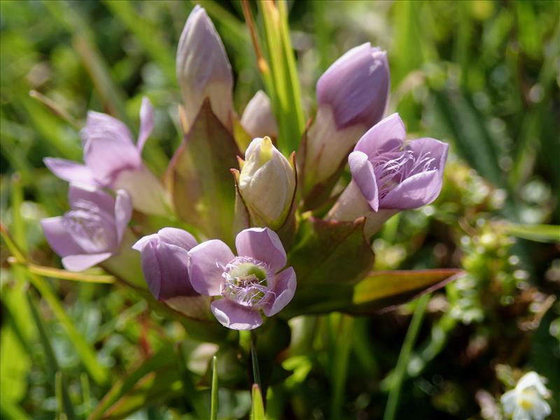 Gentianella campestris (door Adrie van Heerden)