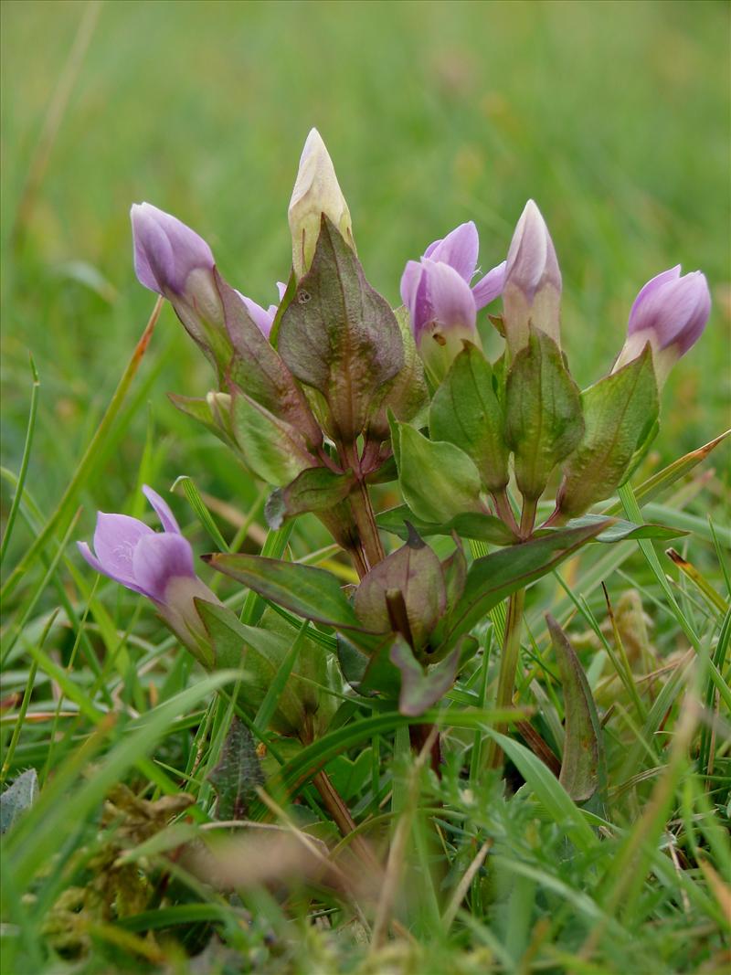 Gentianella campestris (door Adrie van Heerden)