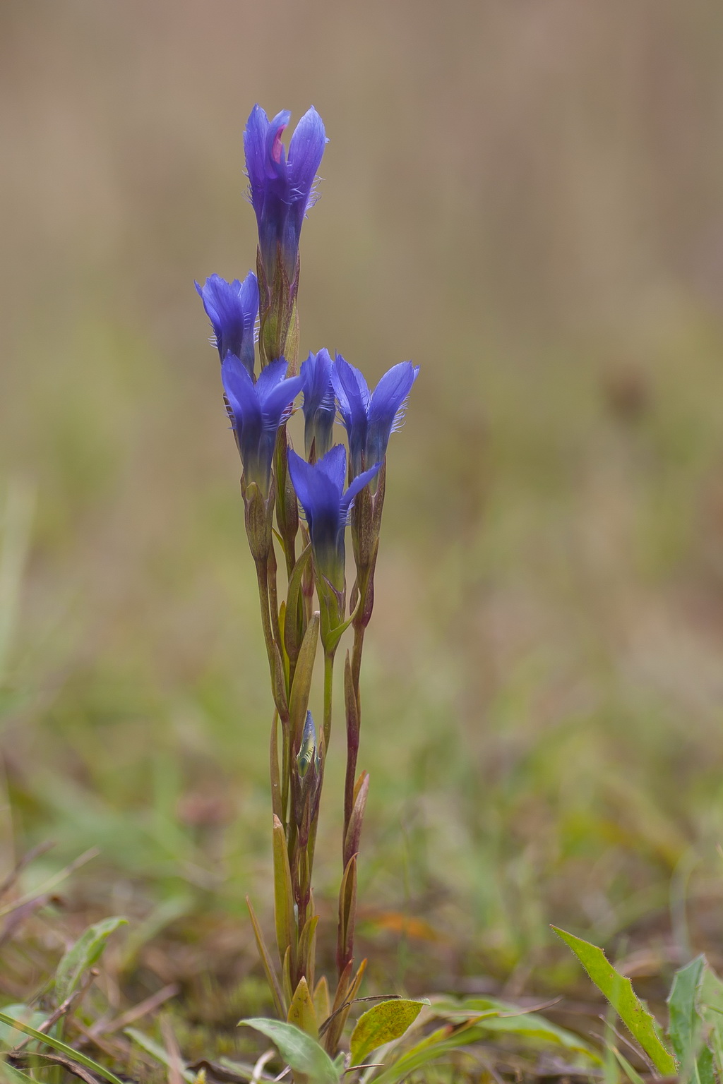 Gentianopsis ciliata (door Bert Blok)