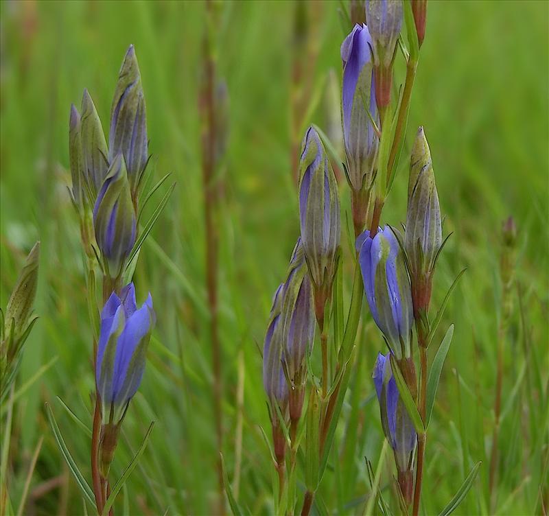 Gentiana pneumonanthe (door Otto Zijlstra)