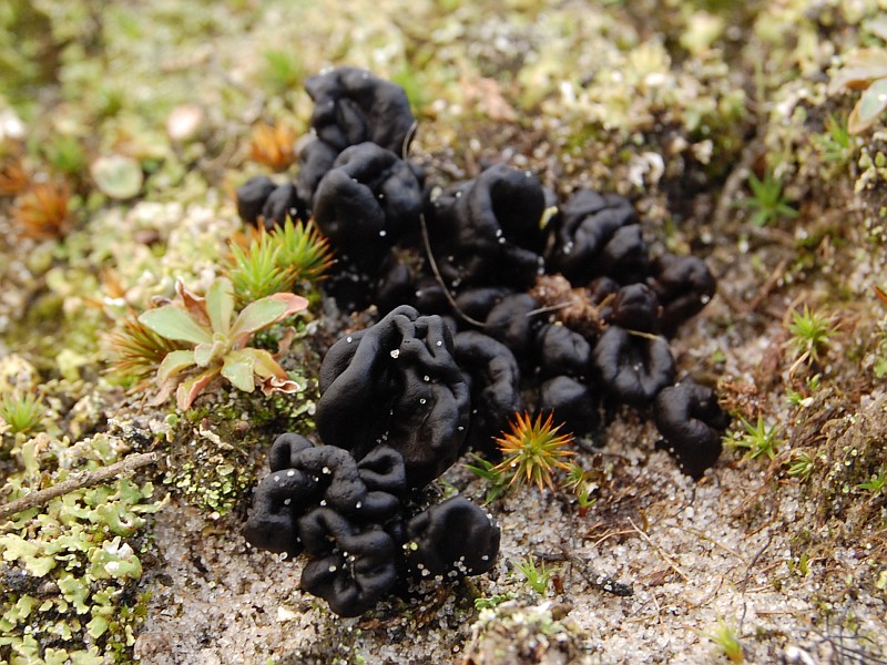 Geoglossum arenarium (door Kees Roobeek)