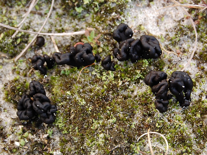 Geoglossum arenarium (door Kees Roobeek)