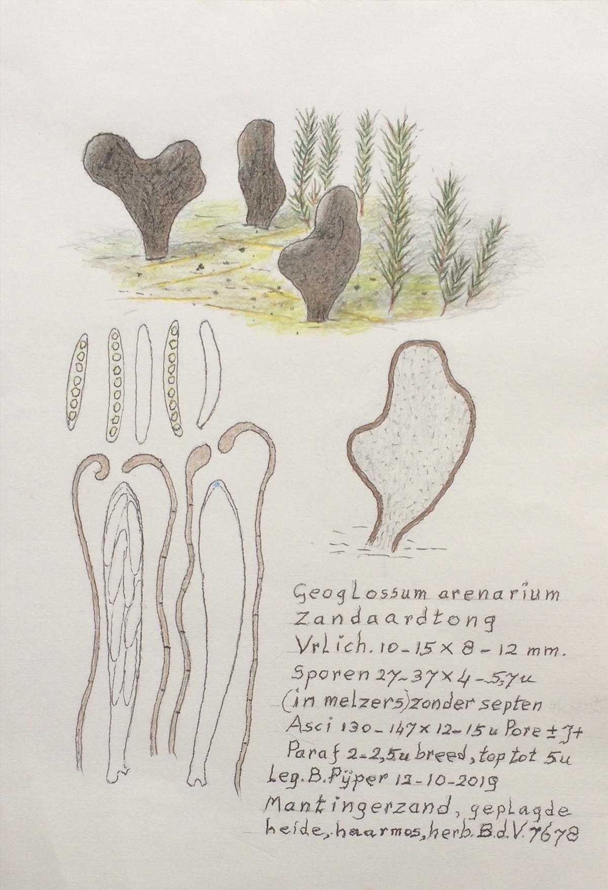 Geoglossum arenarium (door Bernhard de Vries)