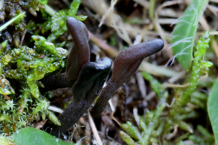 Geoglossum fallax (door Menno Boomsluiter)