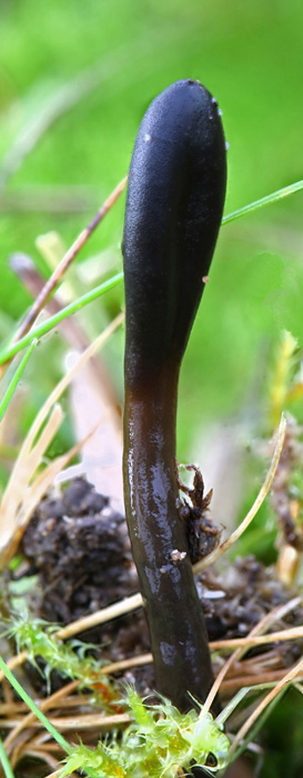 Geoglossum glutinosum (door Menno Boomsluiter)