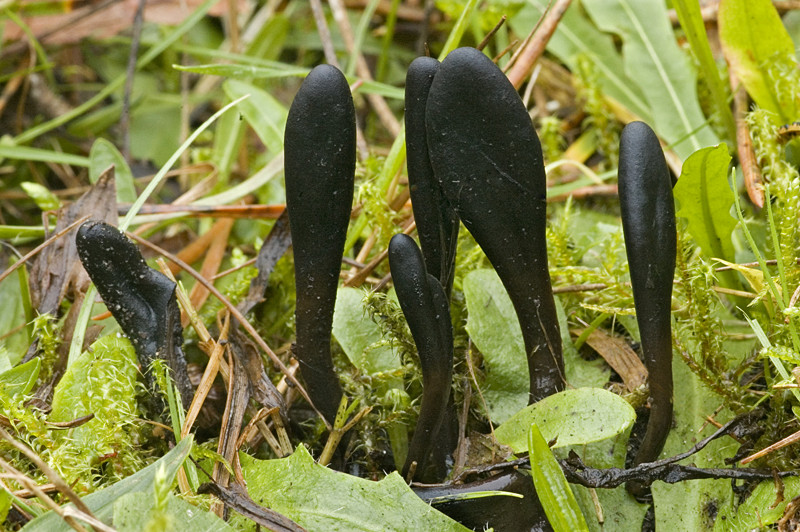 Geoglossum glutinosum (door Nico Dam)