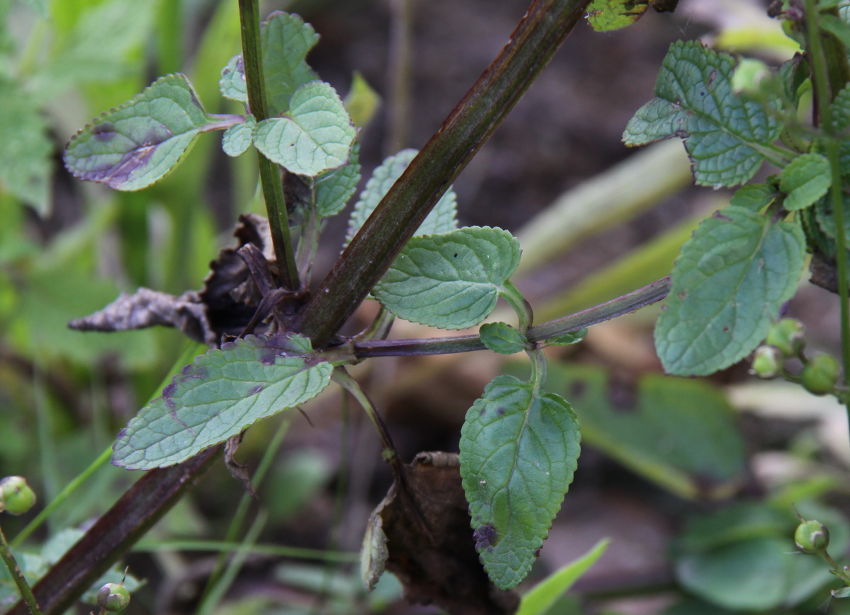 Scrophularia auriculata (door Peter Meininger)