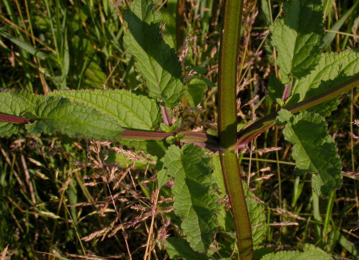 Scrophularia auriculata (door Peter Meininger)