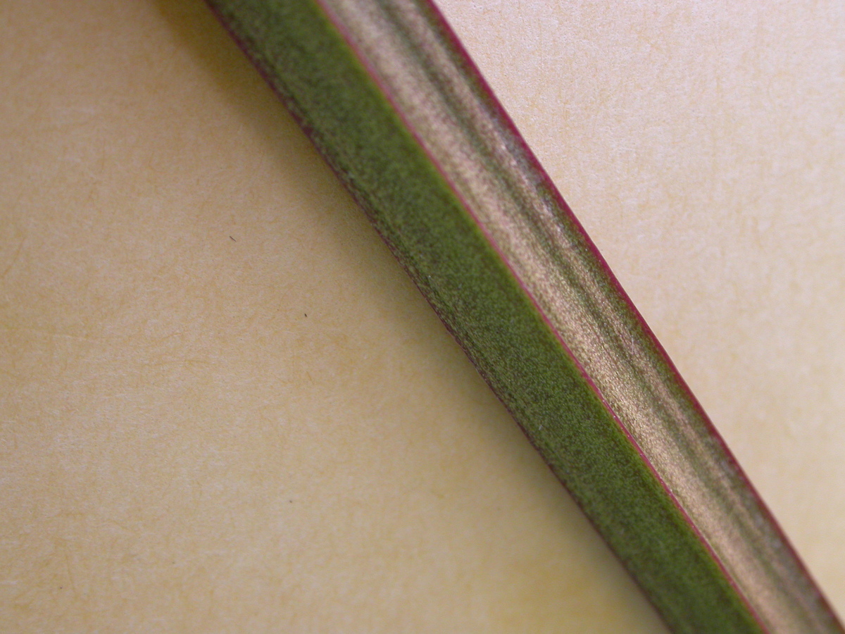 Scrophularia auriculata (door Peter Meininger)